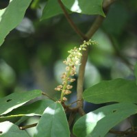 Sterculia zeylanica Kosterm.